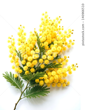 Fresh Yellow Mimosa Flowers Bouquet on White Background - Spring Flowers Flat Lay Fresh Yellow Mimosa Flowers Bouquet on White Background - Spring Flowers Flat Lay 140966510