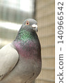 close up homing pigeon at home loft 140966542