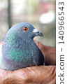 close up homing pigeon in human hand 140966543