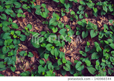 Dokudami草 140966544