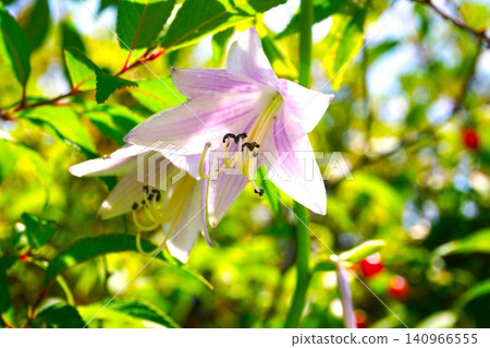Purple Giboshi Flower Purple Giboshi Flower 140966555