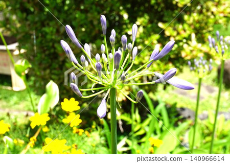 百子蓮花蕾(一種夏季花卉) 百子蓮花蕾(一種夏季花卉) 140966614