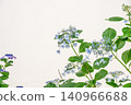 一幅如畫般美麗的繡球花照片 140966688