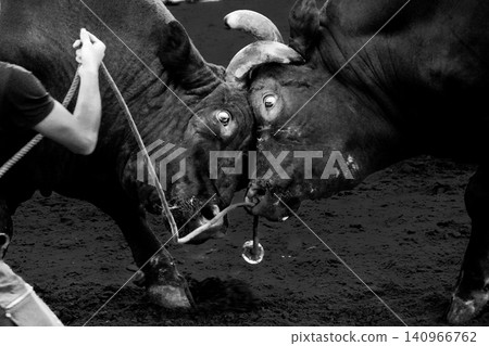 沖繩傳統鬥牛:兩頭公牛激烈角力(黑白照片) 沖繩傳統鬥牛:兩頭公牛激烈角力(黑白照片) 140966762