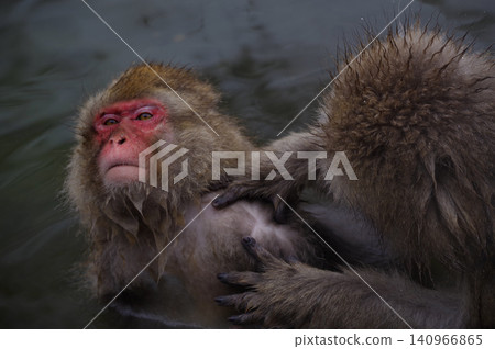 日本獼猴在地獄谷溫泉中梳理毛髮 140966865