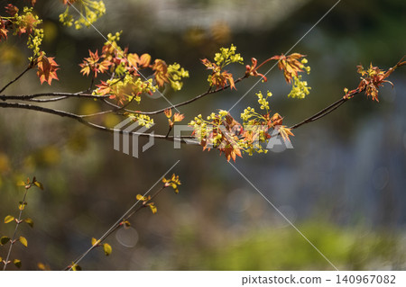 Yellow leaves shining in the backlight Yellow leaves shining in the backlight 140967082