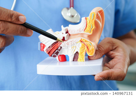 Asian doctor holding human ear model to learn and treat hearing loss in patient. Asian doctor holding human ear model to learn and treat hearing loss in patient. 140967131