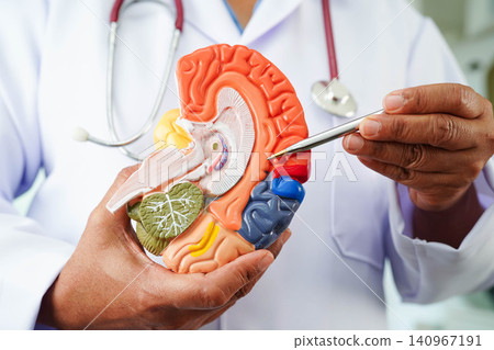 Alzheimer disease, Asian doctor holding brain anatomy model for study diagnosis and treatment in hospital. Alzheimer disease, Asian doctor holding brain anatomy model for study diagnosis and treatment in hospital. 140967191
