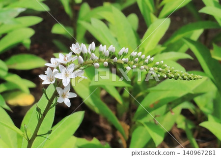Lysimachia japonica in the park Lysimachia japonica in the park 140967281