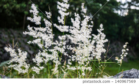 wild flowers on a background of green grass 140967569