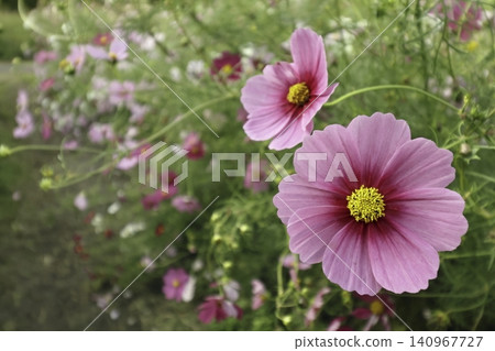 Cosmos Cosmos 140967727