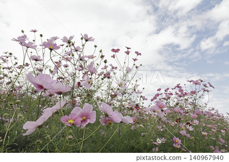Cosmos Cosmos 140967940