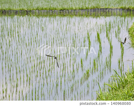 Swallows gliding low over rice paddies in summer Swallows gliding low over rice paddies in summer 140968080