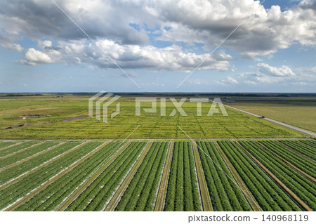 Agricultural cultivated field in summer season with growing crops. Green farm fields in Florid. Farming and agriculture industry in USA Agricultural cultivated field in summer season with growing crops. Green farm fields in Florid. Farming and agriculture industry in USA 140968119