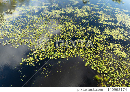 Forest lake water with floating lily pads in southern tropical wetlands. Amazing Florida nature Forest lake water with floating lily pads in southern tropical wetlands. Amazing Florida nature 140968174