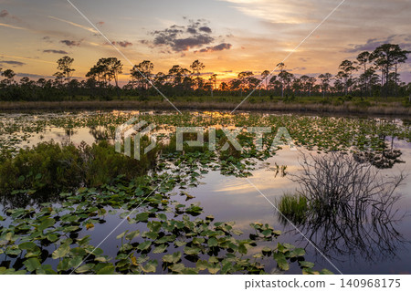 Beautiful nature landscape at sunset. Forest lake wildlife in Florida Beautiful nature landscape at sunset. Forest lake wildlife in Florida 140968175