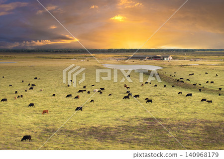 Production of organic dairy products. Milk cows grazing on industrial farm pasture. Feeding of cattle on farmland grassland Production of organic dairy products. Milk cows grazing on industrial farm pasture. Feeding of cattle on farmland grassland 140968179