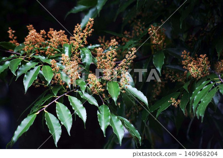 Lots of sumac berries Lots of sumac berries 140968204