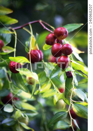 When the jujube fruit ripens When the jujube fruit ripens 140968207