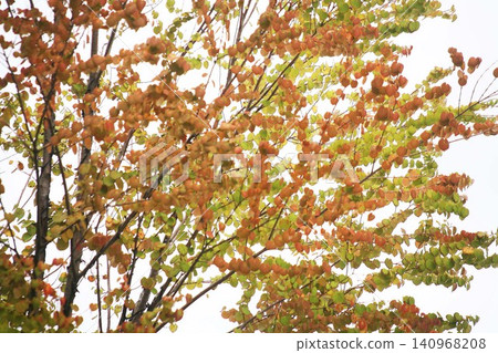 The leaves of the Katsura tree are beginning to change color. The leaves of the Katsura tree are beginning to change color. 140968208