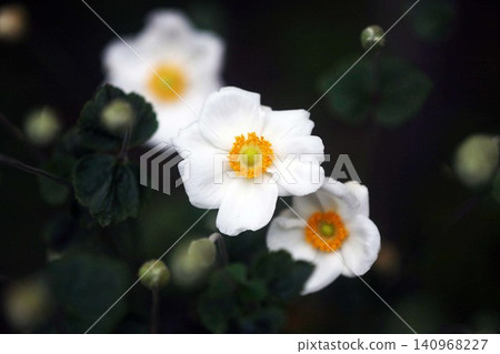 秋季菊花白花 秋季菊花白花 140968227