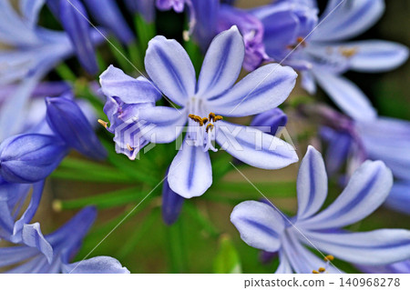 Agapanthus flowers (summer, June) Agapanthus flowers (summer, June) 140968278