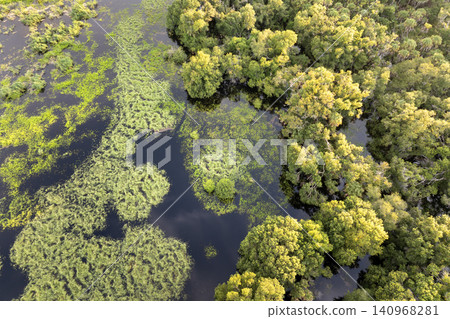 Florida wetlands with water between green wild vegetation. Tropical ecosystem at sunset Florida wetlands with water between green wild vegetation. Tropical ecosystem at sunset 140968281