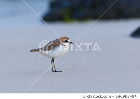 Beautiful nature scene with Kentish plover (Anarhynchus alexandrinus). Wildlife shot of small shorebird Kentish plover on the beach on Boa Vista, Cape Verde. Beautiful nature scene with Kentish plover (Anarhynchus alexandrinus). Wildlife shot of small shorebird Kentish plover on the beach on Boa Vista, Cape Verde. 140968494