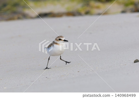 Beautiful nature scene with Kentish plover (Anarhynchus alexandrinus). Wildlife shot of small shorebird Kentish plover on the beach on Boa Vista, Cape Verde. Beautiful nature scene with Kentish plover (Anarhynchus alexandrinus). Wildlife shot of small shorebird Kentish plover on the beach on Boa Vista, Cape Verde. 140968499