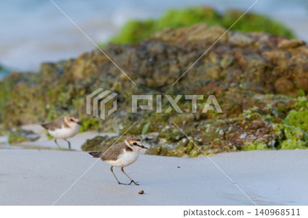 Beautiful nature scene with Kentish plover (Anarhynchus alexandrinus). Wildlife shot of small shorebird Kentish plover on the beach on Boa Vista, Cape Verde. Beautiful nature scene with Kentish plover (Anarhynchus alexandrinus). Wildlife shot of small shorebird Kentish plover on the beach on Boa Vista, Cape Verde. 140968511