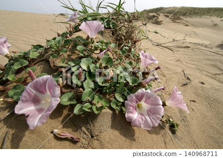 Tottori four seasons walk summer Tottori sand dunes Tottori four seasons walk summer Tottori sand dunes 140968711