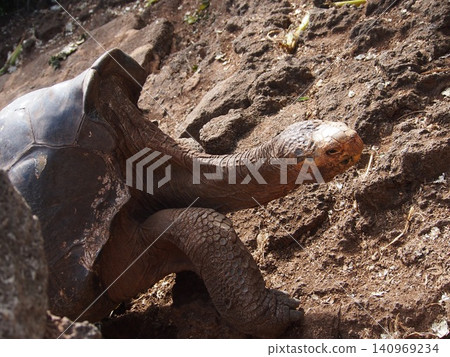 A Galapagos tortoise stretching its neck (Ecuador) A Galapagos tortoise stretching its neck (Ecuador) 140969234