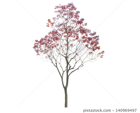 A deciduous tree displays vibrant purple red leaves in autumn A deciduous tree displays vibrant purple red leaves in autumn 140969497