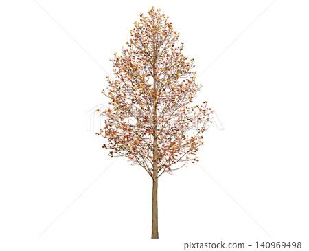 A deciduous tree displays vibrant orange and red leaves in autumn A deciduous tree displays vibrant orange and red leaves in autumn 140969498