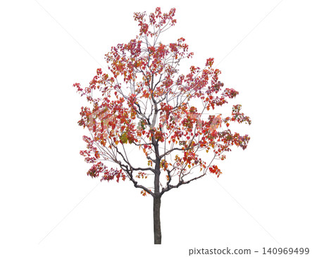 A deciduous tree displays vibrant red and orange leaves in autumn A deciduous tree displays vibrant red and orange leaves in autumn 140969499