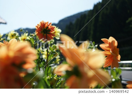 Tottori: A Stroll Through the Seasons - Summer - Saji Tottori: A Stroll Through the Seasons - Summer - Saji 140969542