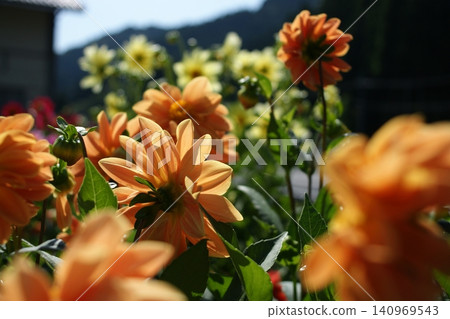 Tottori: A Stroll Through the Seasons - Summer - Saji Tottori: A Stroll Through the Seasons - Summer - Saji 140969543