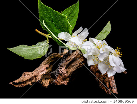 White Jasmine Flowers on Textured Wooden Snag Isolated on Black White Jasmine Flowers on Textured Wooden Snag Isolated on Black 140969569