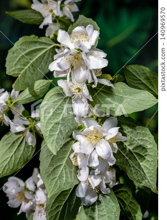 Beautiful Blooming White Jasmine Flowers with Water Drops in Garden Beautiful Blooming White Jasmine Flowers with Water Drops in Garden 140969570