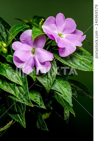 Vibrant Purple Impatiens Flower With Drops Against Green Background 140969579