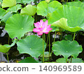 Flowers of the rainy season 140969589