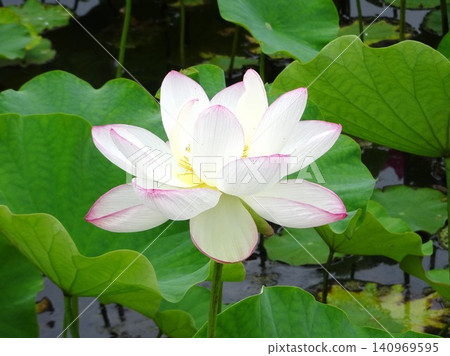 Flowers of the rainy season Flowers of the rainy season 140969595