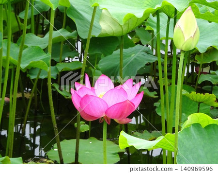 Flowers of the rainy season Flowers of the rainy season 140969596