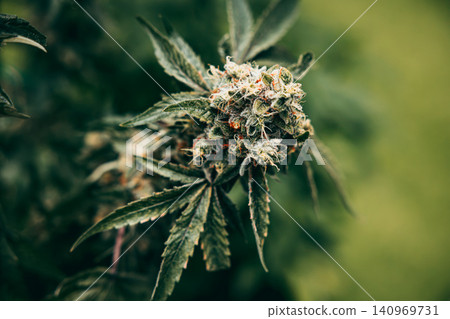 Cannabis Sativa or Cannabis Indica green hemp plant leaf for advertising banner background Cannabis Sativa or Cannabis Indica green hemp plant leaf for advertising banner background 140969731