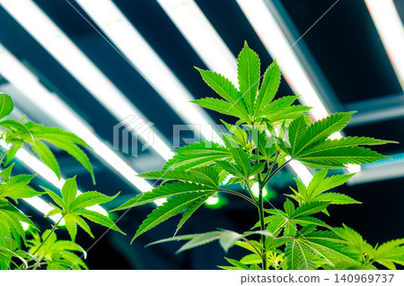 Fresh Hemp plant, Cannabis indoor agriculture plantation growing under advance technology LED lights Fresh Hemp plant, Cannabis indoor agriculture plantation growing under advance technology LED lights 140969737