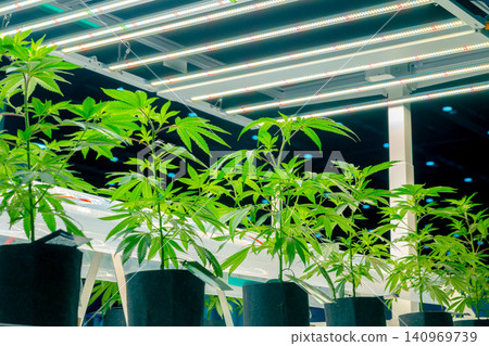 Fresh Hemp plant, Cannabis indoor agriculture plantation growing under advance technology LED lights 140969739