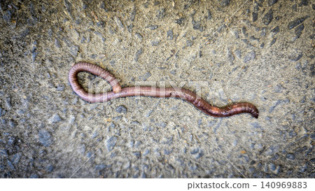 A detailed close-up of an earthworm crawling across concrete and soil, showcasing its segmented, moist body and natural texture while evoking garden ecology, composting, soil aeration and wildlife A detailed close-up of an earthworm crawling across concrete and soil, showcasing its segmented, moist body and natural texture while evoking garden ecology, composting, soil aeration and wildlife 140969883