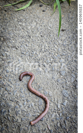 A detailed close-up of an earthworm crawling across concrete and soil, showcasing its segmented, moist body and natural texture while evoking garden ecology, composting, soil aeration and wildlife 140969887