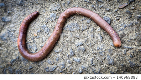 A detailed close-up of an earthworm crawling across concrete and soil, showcasing its segmented, moist body and natural texture while evoking garden ecology, composting, soil aeration and wildlife A detailed close-up of an earthworm crawling across concrete and soil, showcasing its segmented, moist body and natural texture while evoking garden ecology, composting, soil aeration and wildlife 140969888