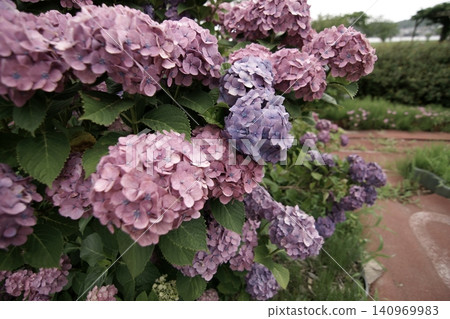 Tottori: A Stroll Through the Seasons - Aoshima - Summer Tottori: A Stroll Through the Seasons - Aoshima - Summer 140969983